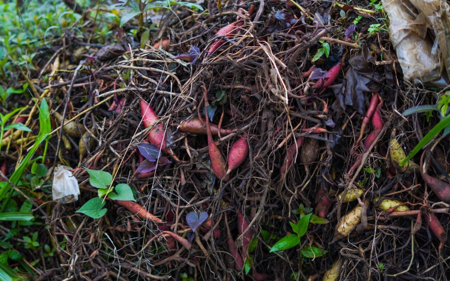 The compost yard, which replaced the burning pit