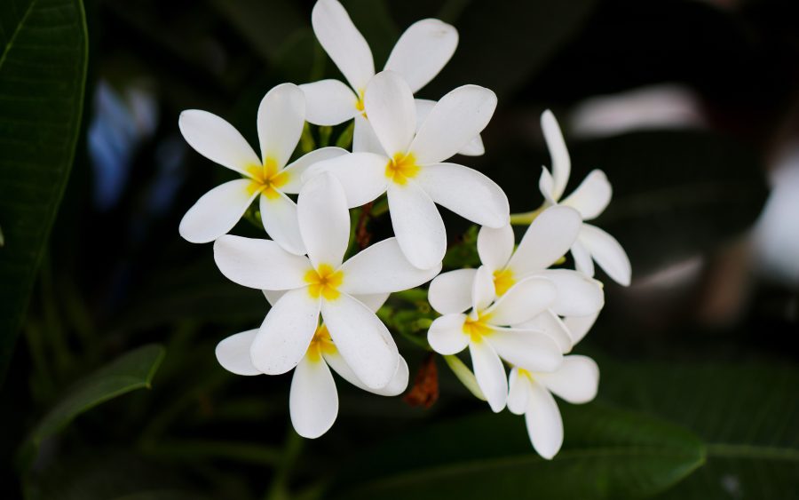 Frangipani spray, 50 ml