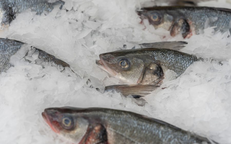 Frozen collection for a fish exporter