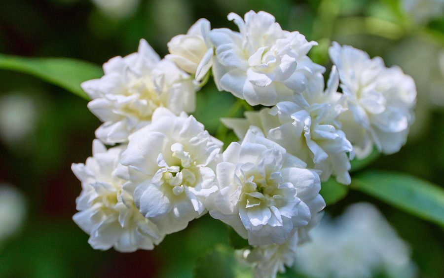 Studio 03, white flowers after rain, 30 ml