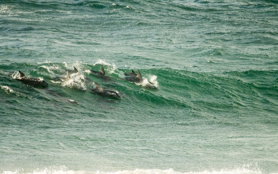 Dolphin cruise at dusk