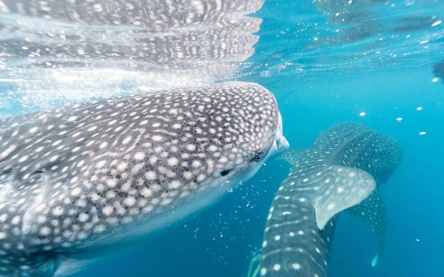Whale shark search