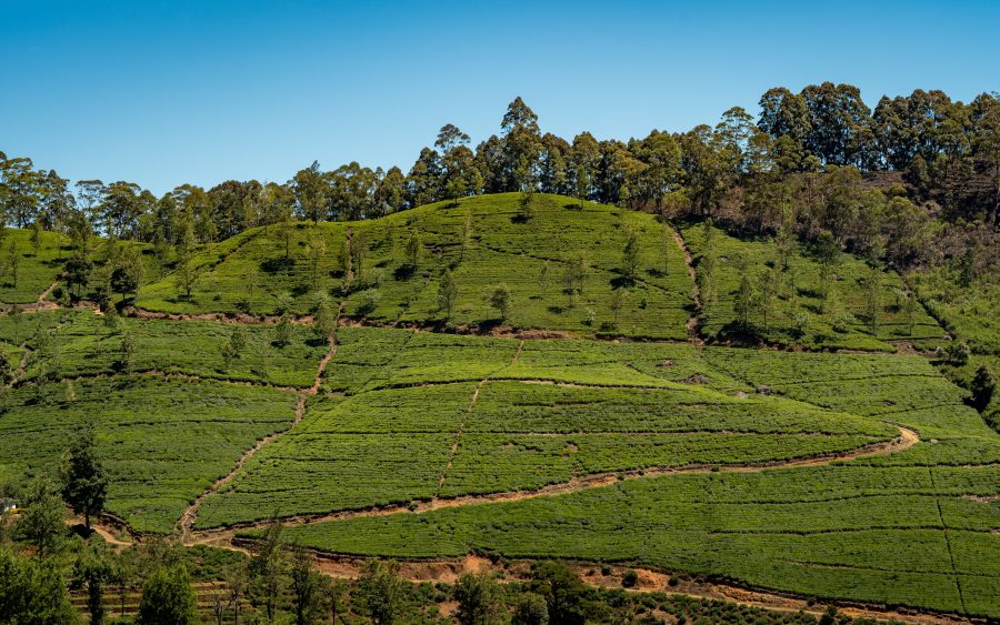 Sri Lanka hill country, five nights